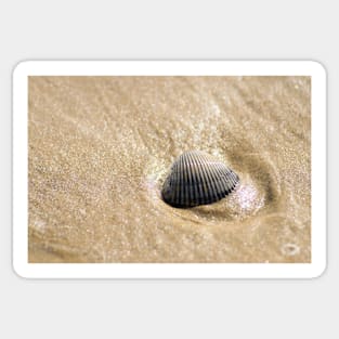 Seashell On The Beach Sticker